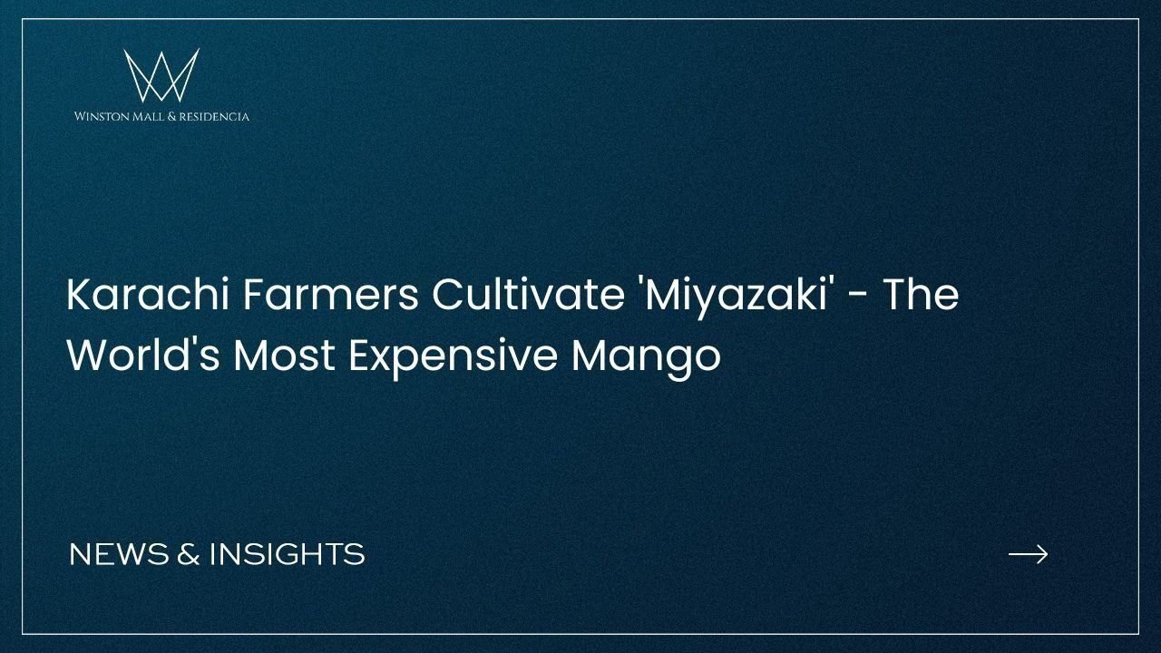 Karachi Farmers Cultivate 'Miyazaki' - The World's Most Expensive Mango